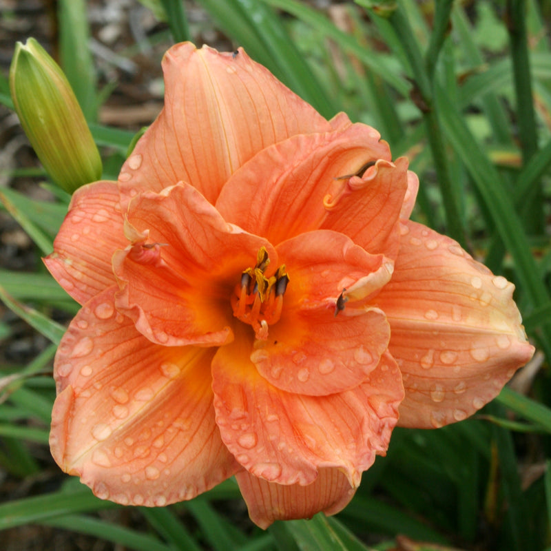 Infinity Daylily from Oakes Daylilies
