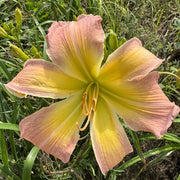 Isabel's Spider Daylily from Oakes Daylilies