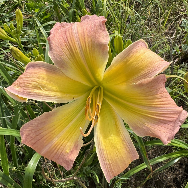 Isabel's Spider Daylily from Oakes Daylilies