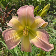 Isabel's Spider Daylily from Oakes Daylilies