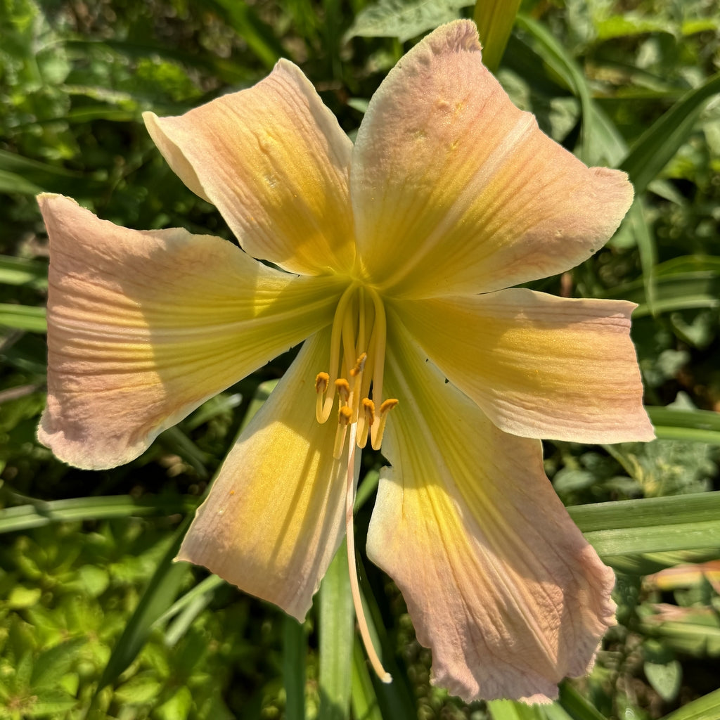 Isabel's Spider Daylily | Huge Lavender Blooms| Oakes Daylilies