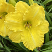 Isle of Capri Daylily from Oakes Daylilies