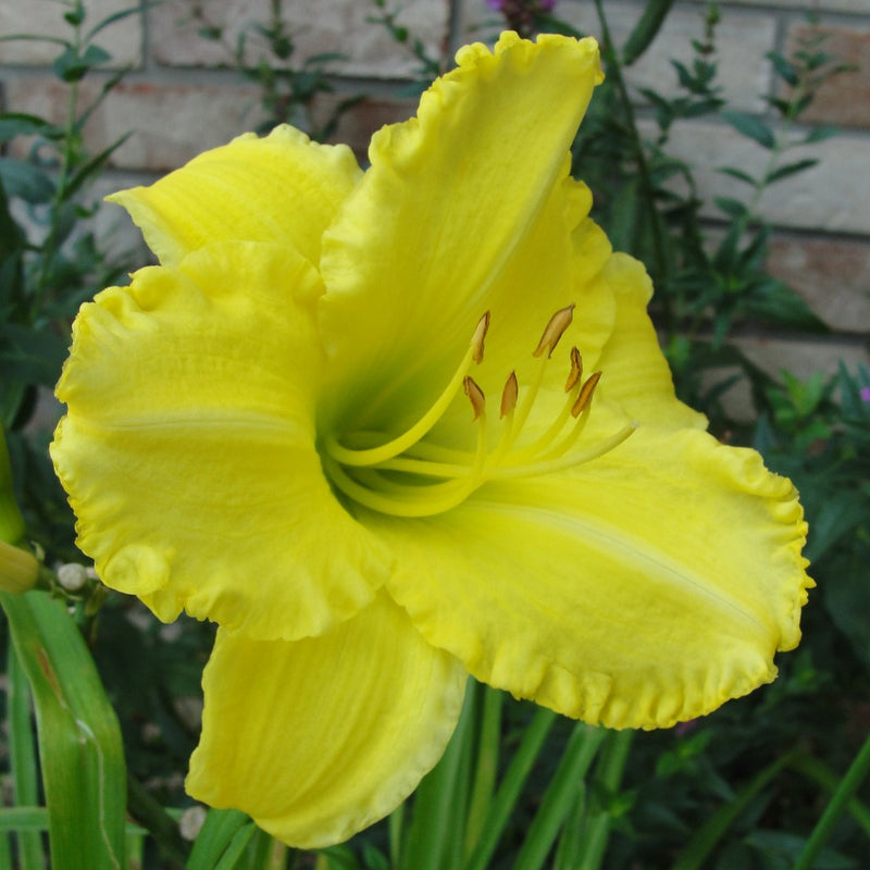 Isle of Capri Daylily from Oakes Daylilies
