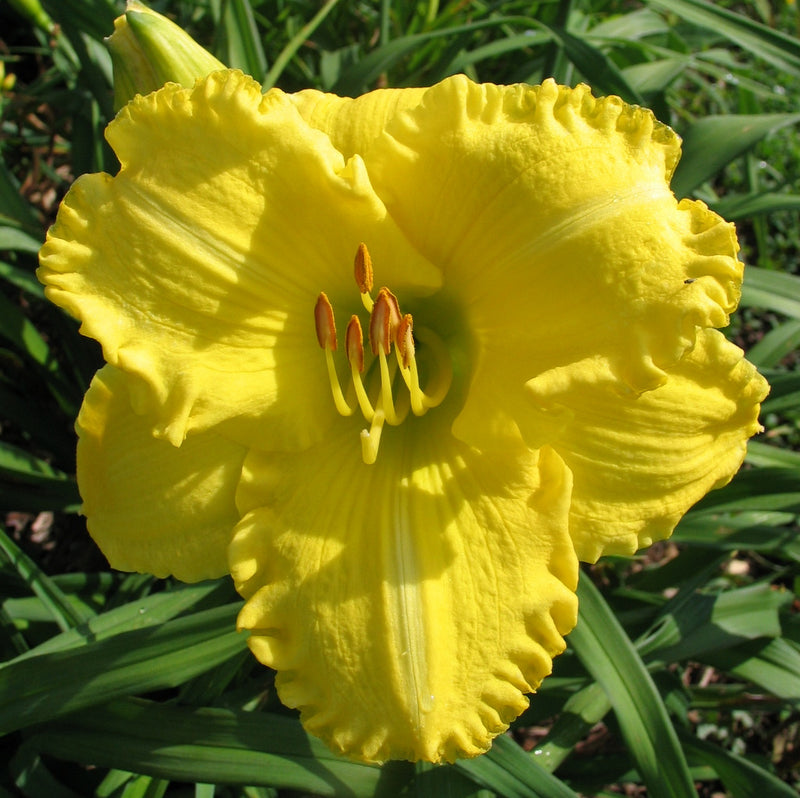 Isle of Capri Daylily from Oakes Daylilies
