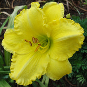 Isle of Capri Daylily from Oakes Daylilies