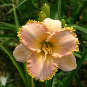 It's A Miracle Daylily from Oakes Daylilies