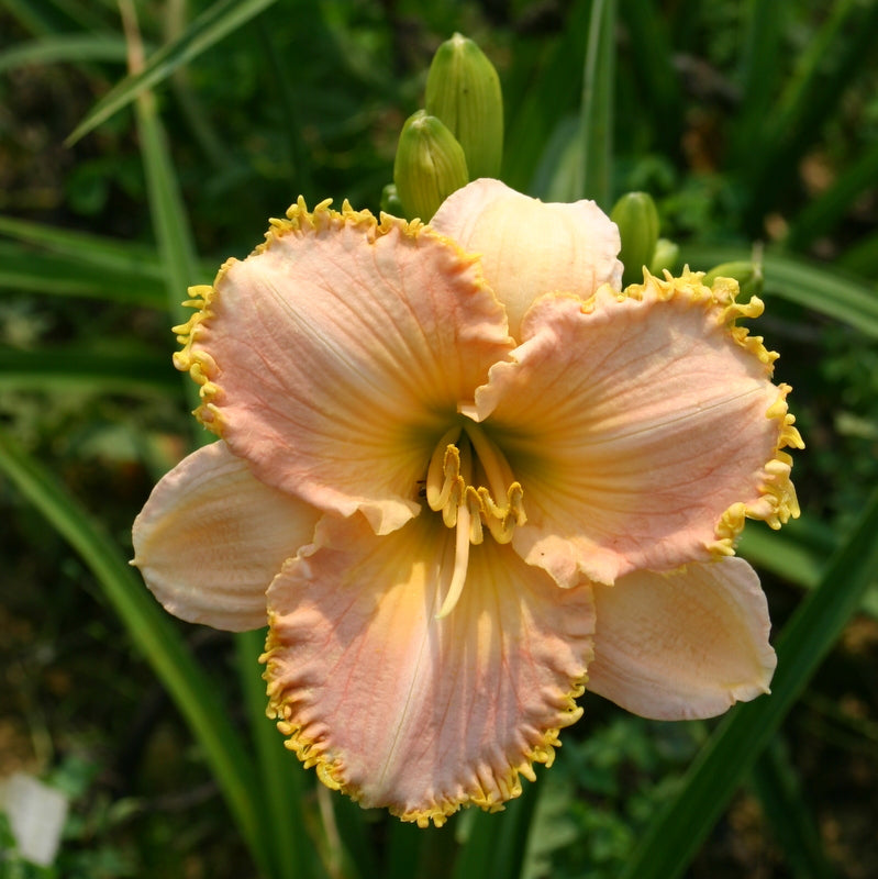 It's A Miracle Daylily from Oakes Daylilies