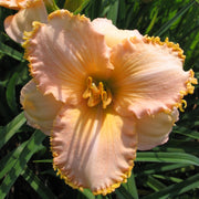 It's A Miracle Daylily from Oakes Daylilies