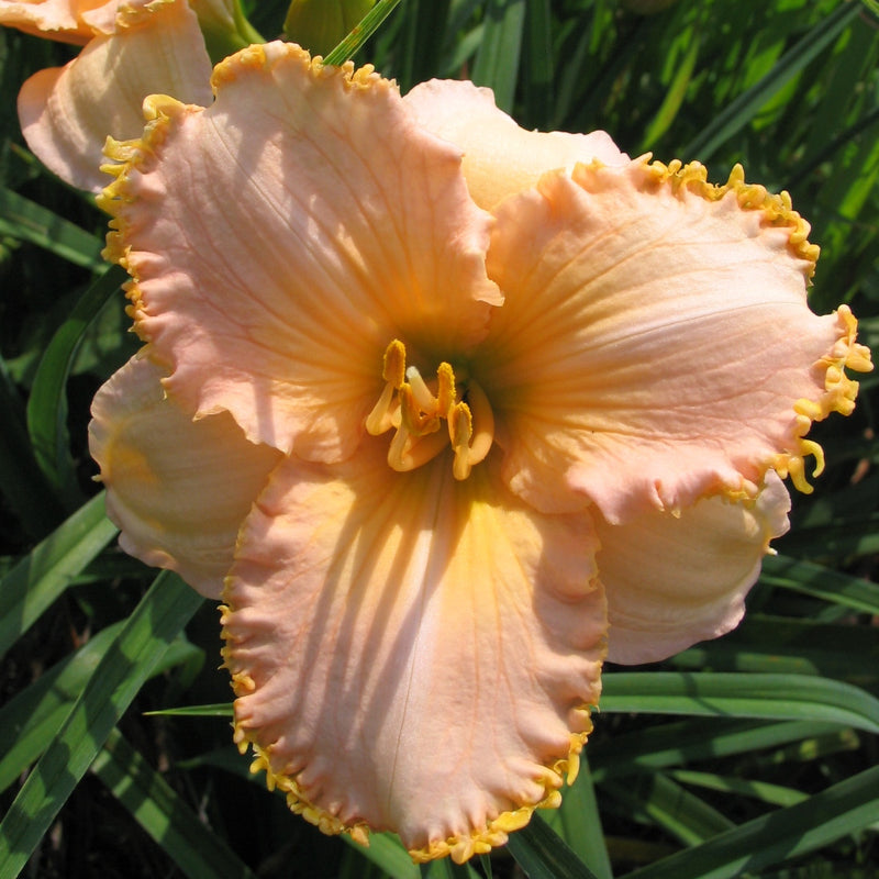 It's A Miracle Daylily from Oakes Daylilies