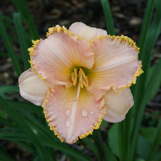 It's A Miracle Daylily from Oakes Daylilies