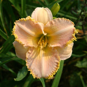 It's A Miracle Daylily from Oakes Daylilies