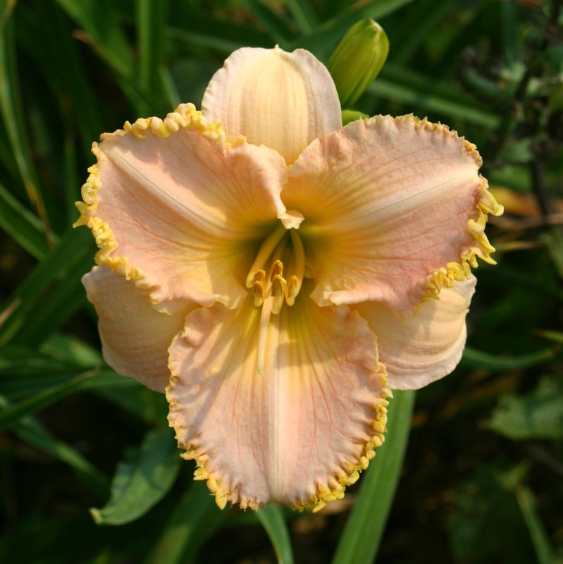It's A Miracle Daylily from Oakes Daylilies