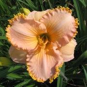 It's A Miracle Daylily from Oakes Daylilies
