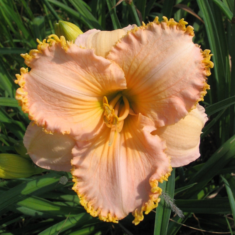 It's A Miracle Daylily from Oakes Daylilies