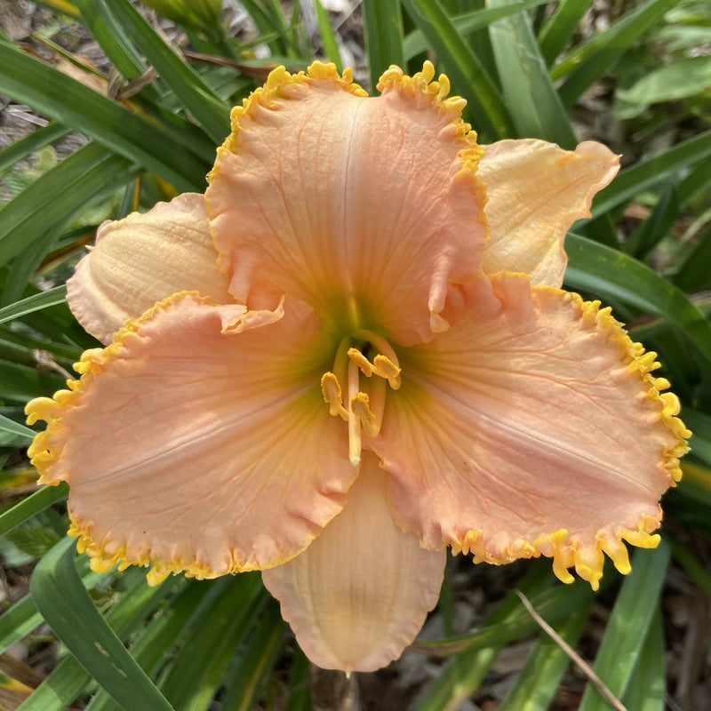 It's A Miracle Daylily