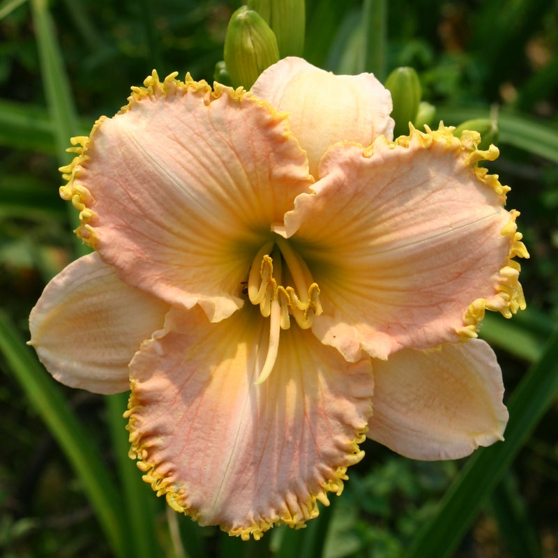 It's A Miracle Daylily from Oakes Daylilies