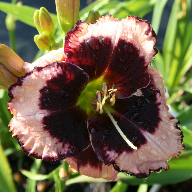 Jane Trimmer Daylily from Oakes Daylilies