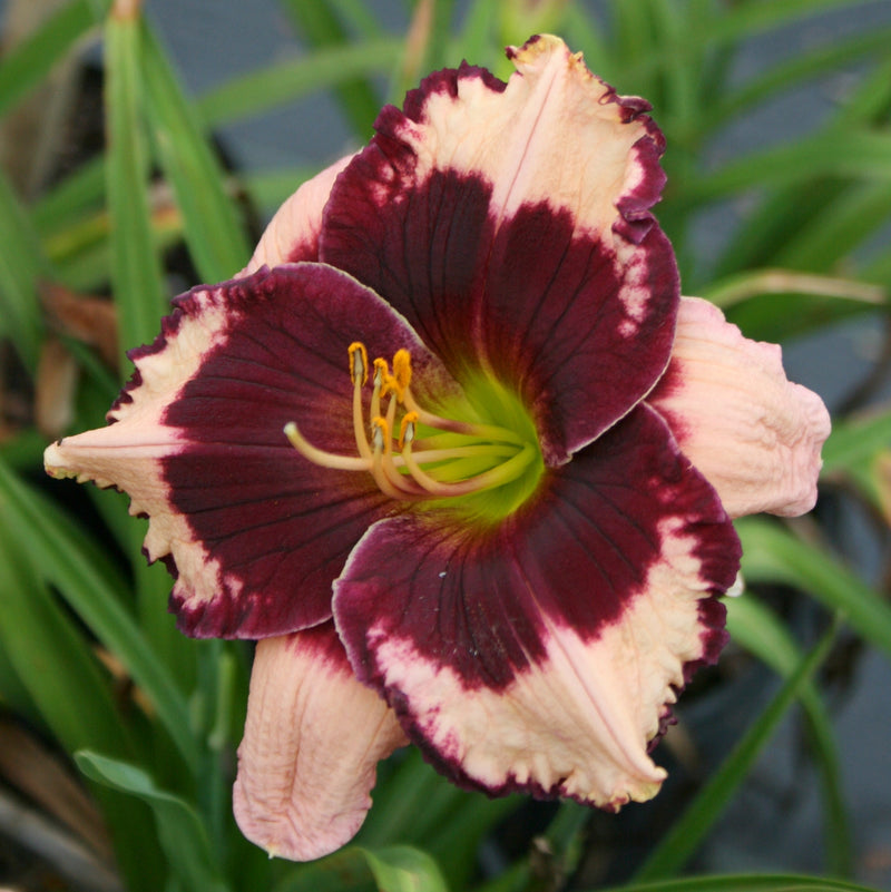 Jane Trimmer Daylily from Oakes Daylilies