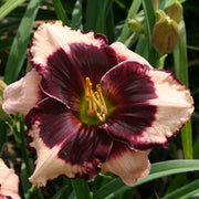 Jane Trimmer Daylily from Oakes Daylilies