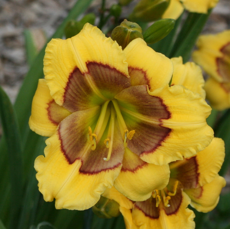 Jason Salter Daylily from Oakes Daylilies