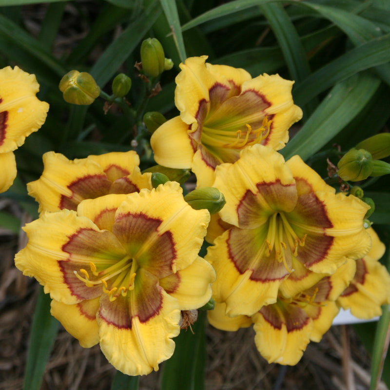 Jason Salter Daylily from Oakes Daylilies