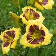 Jason Salter Daylily from Oakes Daylilies