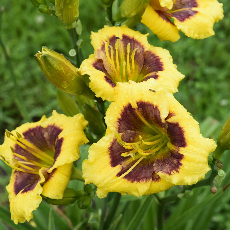 Jason Salter Daylily from Oakes Daylilies