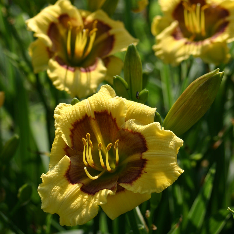 Jason Salter Daylily from Oakes Daylilies