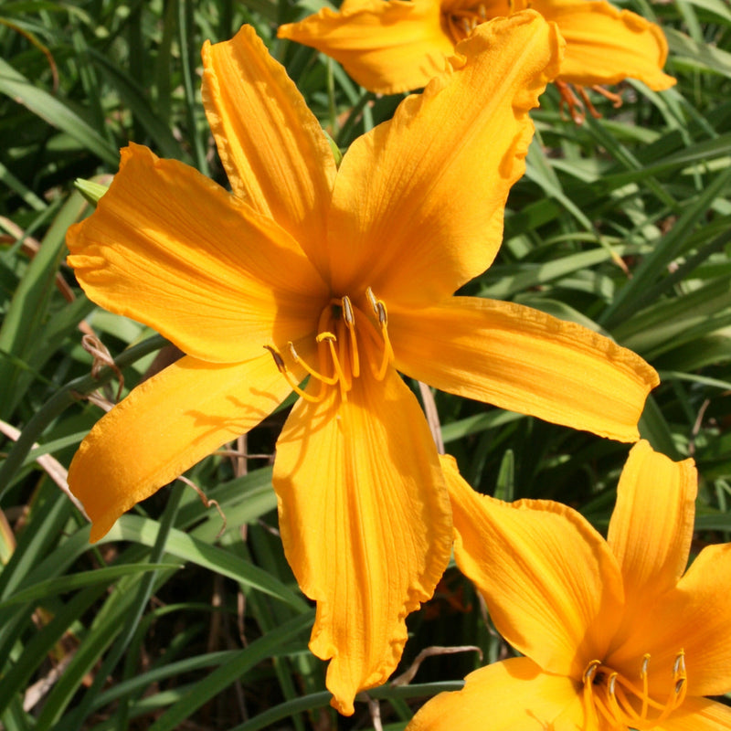 Jersey Spider Daylily from Oakes Daylilies