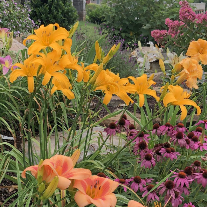 Jersey Spider Daylily from Oakes Daylilies
