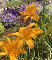 Jersey Spider Daylily from Oakes Daylilies