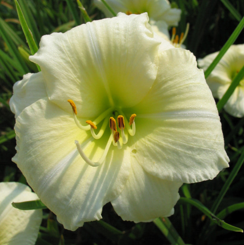 Joan Senior Daylily from Oakes Daylilies