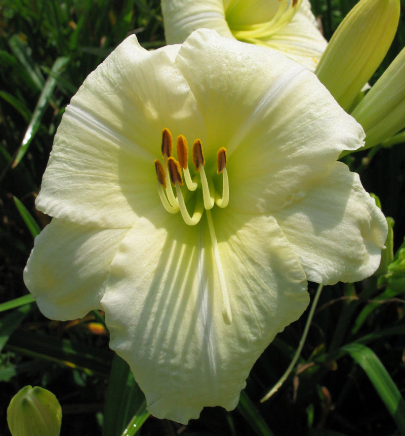 Joan Senior Daylily from Oakes Daylilies