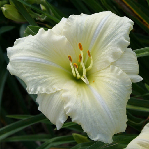 Joan Senior Daylily from Oakes Daylilies