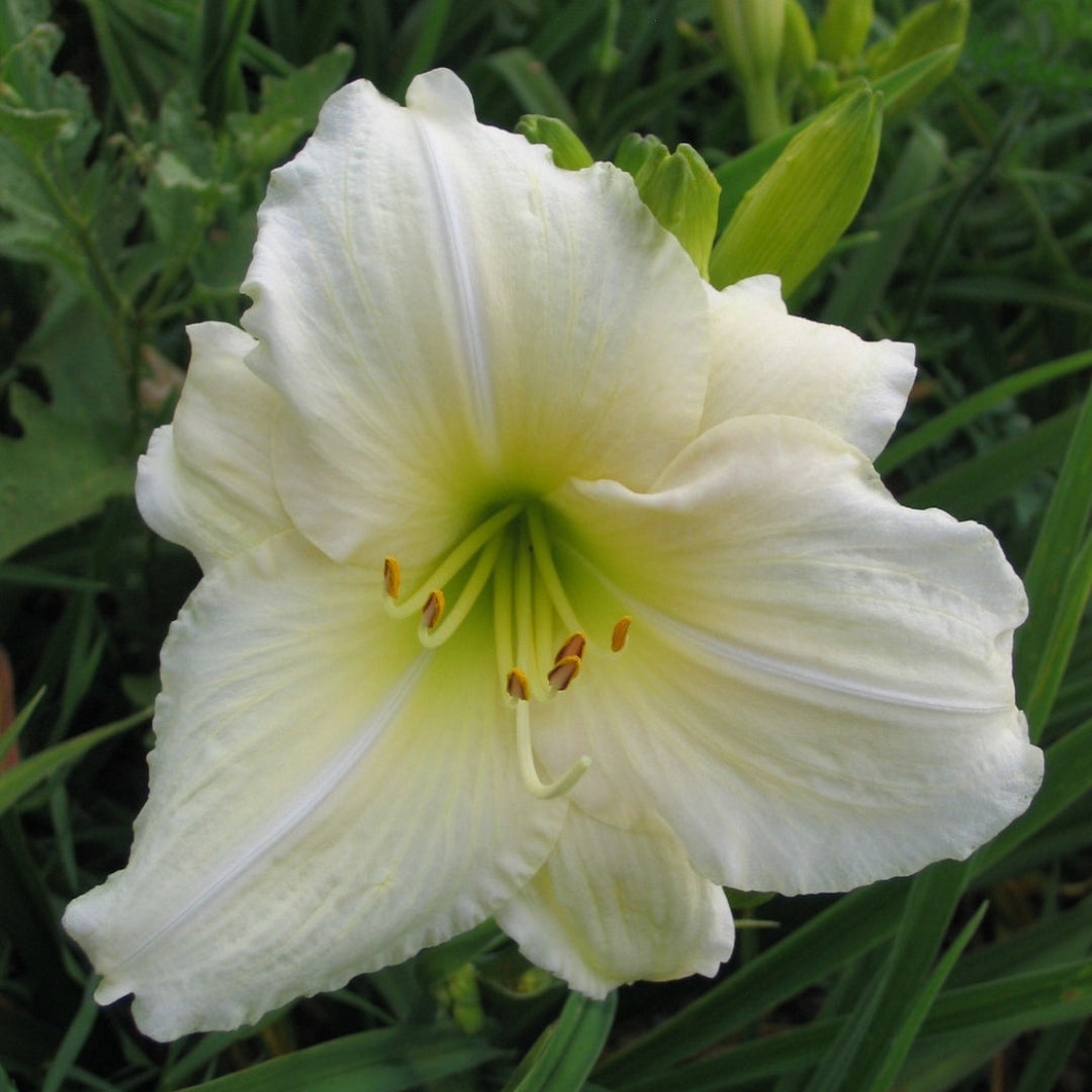 Oakes Daylilies Joan Senior Daylily