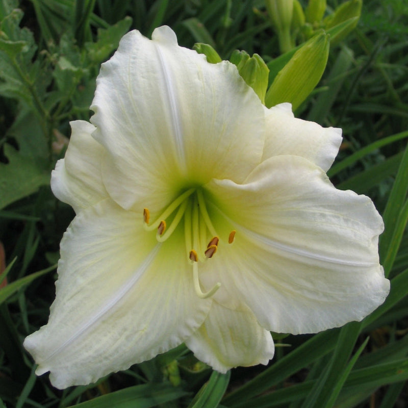 white lily senior care Joan Senior Daylily | Blooms & Blooms