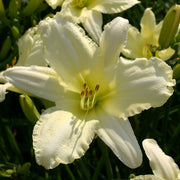 Jolly White Giant Daylily from Oakes Daylilies