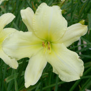 Jolly White Giant Daylily from Oakes Daylilies