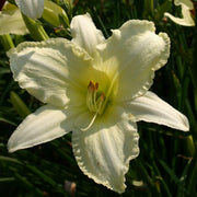 Jolly White Giant Daylily from Oakes Daylilies