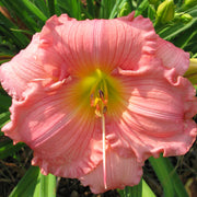Jolyene Nichole Daylily from Oakes Daylilies