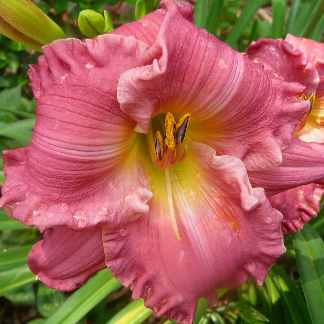 Jolyene Nichole Daylily | Big Ruffled Blooms | Oakes Daylilies