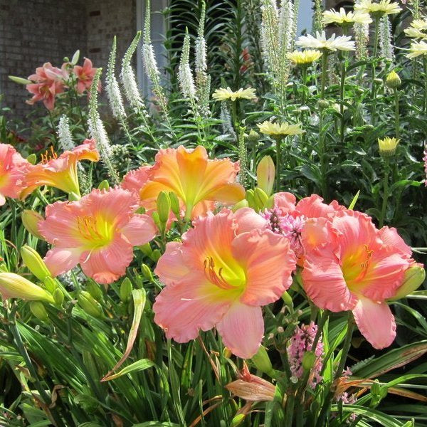 Jolyene Nichole Daylily from Oakes Daylilies