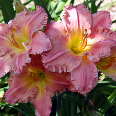 Jolyene Nichole Daylily from Oakes Daylilies