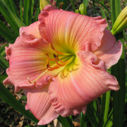 Jolyene Nichole Daylily from Oakes Daylilies