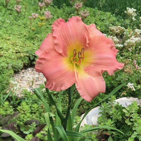dress pink daylily Daylily Midi sleeveless Dress Cyclamen