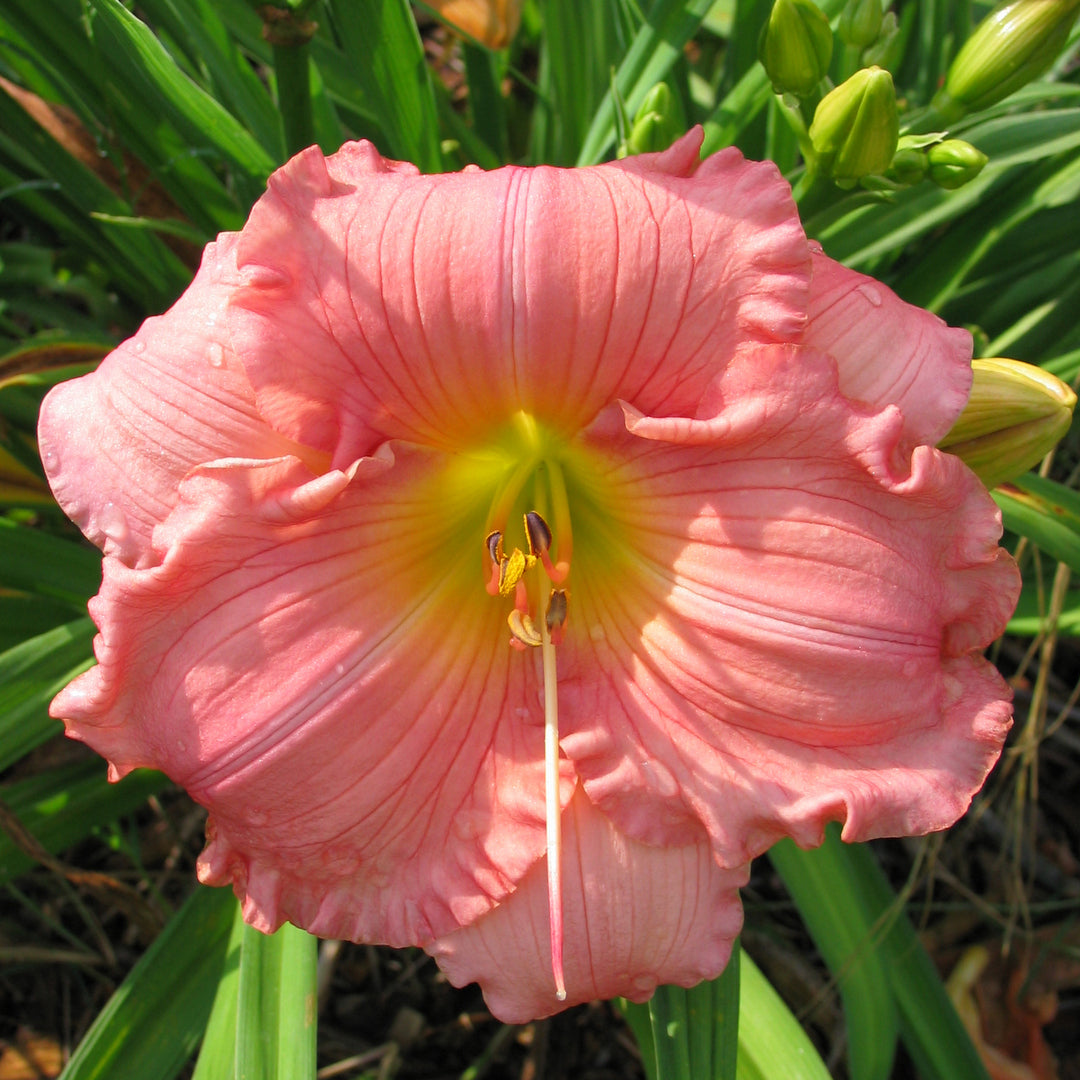 Jolyene Nichole Daylily | Big Ruffled Blooms | Oakes Daylilies