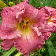 Jolyene Nichole Daylily from Oakes Daylilies
