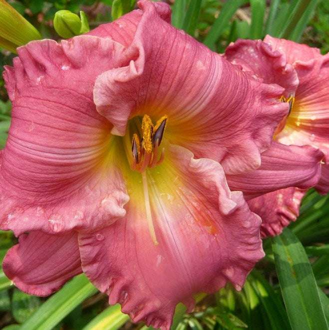 Jolyene Nichole Daylily from Oakes Daylilies