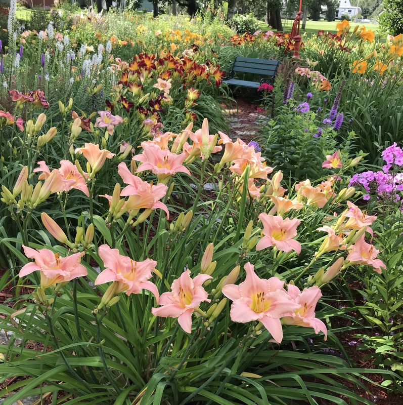 Judith Daylily from Oakes Daylilies