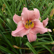 Judith Daylily from Oakes Daylilies